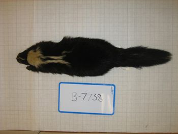 Media type: image;   Mammalogy BANGS-7738